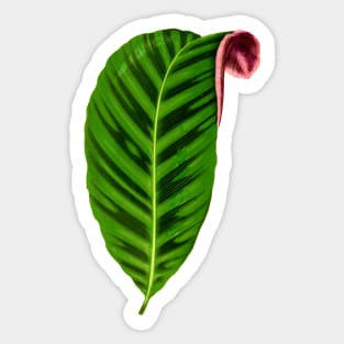 Calathea Zebrina - Rothschild Sticker